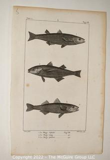 Collection of graphic plates from scientific / technical book on Fish