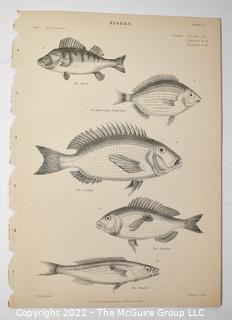 Collection of graphic plates from scientific / technical book on Fish