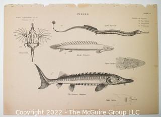 Collection of graphic plates from scientific / technical book on Fish