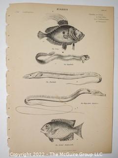 Collection of graphic plates from scientific / technical book on Fish