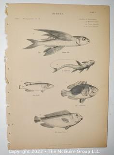 Collection of graphic plates from scientific / technical book on Fish