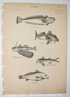 Collection of graphic plates from scientific / technical book on Fish