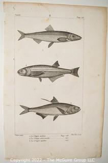 Collection of graphic plates from scientific / technical book on Fish