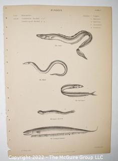 Collection of graphic plates from scientific / technical book on Fish