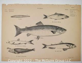 Collection of graphic plates from scientific / technical book on Fish