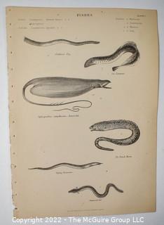 Collection of graphic plates from scientific / technical book on Fish