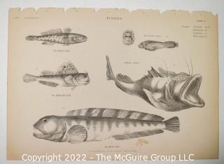 Collection of graphic plates from scientific / technical book on Fish