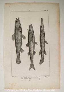 Collection of graphic plates from scientific / technical book on Fish