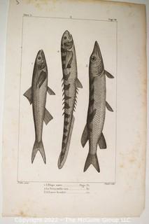 Collection of graphic plates from scientific / technical book on Fish