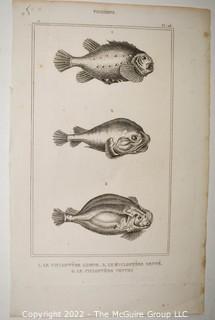 Collection of graphic plates from scientific / technical book on Fish