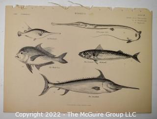 Collection of graphic plates from scientific / technical book on Fish