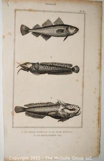 Collection of graphic plates from scientific / technical book on Fish