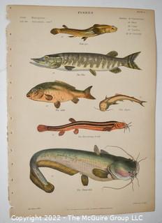 Collection of graphic plates from scientific / technical book on Fish