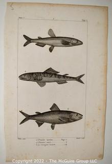 Collection of graphic plates from scientific / technical book on Fish