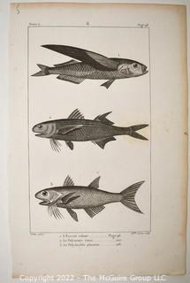 Collection of graphic plates from scientific / technical book on Fish