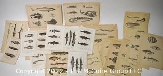 Collection of graphic plates from scientific / technical book on Fish