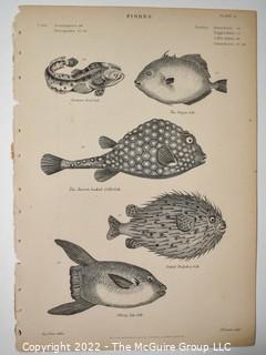 Collection of graphic plates from scientific / technical book on Fish