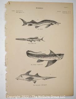 Collection of graphic plates from scientific / technical book on Fish