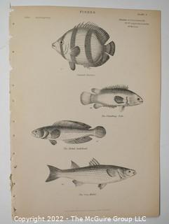 Collection of graphic plates from scientific / technical book on Fish