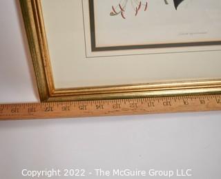 Gilt Framed Botanical Print.  17" x 23".