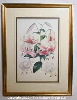 Gilt Framed Botanical Print.  17" x 23".