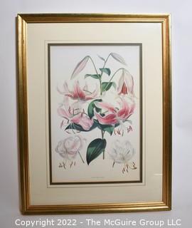 Gilt Framed Botanical Print.  17" x 23".