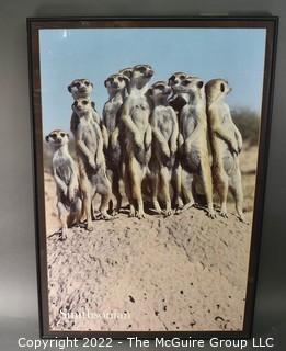 Framed Smithsonian Poster of Meer Cats.  Measures 25 x 36"