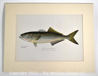 Unframed Bluefish Colored Print. Denton. Measures 12 x 15 1/2"