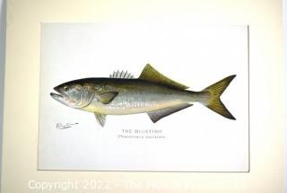 Unframed Bluefish Colored Print. Denton. Measures 12 x 15 1/2"