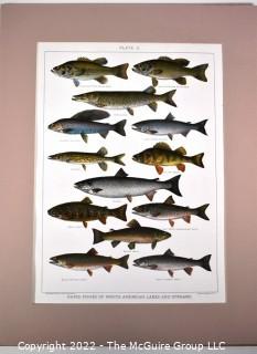 Unframed Fish Print. Measures 14 x 18"