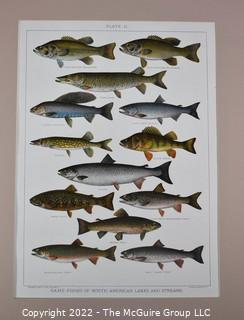 Unframed Fish Print. Measures 14 x 18"