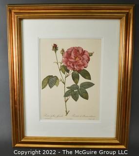 Framed Hand-Colored Engraving of a Rose by Pierre-Joseph Redouté.  Measures 20" x 24 1/2".