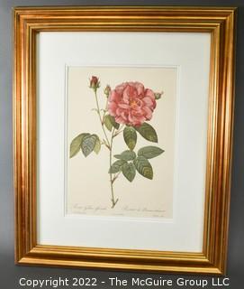 Framed Hand-Colored Engraving of a Rose by Pierre-Joseph Redouté.  Measures 20" x 24 1/2".