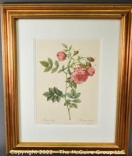 Framed Hand-Colored Engraving of a Rose by Pierre-Joseph Redouté.  Measures 20" x 24 1/2".