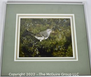 Framed  Under Glass Color Photograph Entitled "Mockingbird" Signed by Artist John Trott.  14" Square.