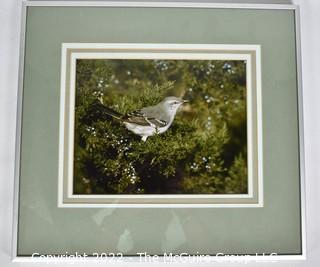 Framed  Under Glass Color Photograph Entitled "Mockingbird" Signed by Artist John Trott.  14" Square.