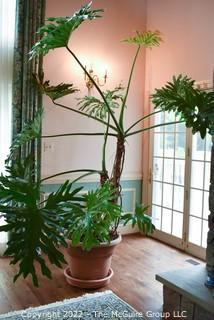 Large Live Potted Indoor Philodendron Plant.  98" tall including pot