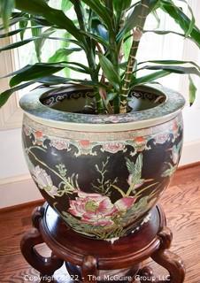 Large Asian Hand Painted on Black Ground Porcelain Koi Fish Bowl Planter with Large Live Philodendron Plant. Plant measures 73" tal.  Bowl measures 16" Diameter.