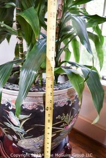 Large Asian Hand Painted on Black Ground Porcelain Koi Fish Bowl Planter with Large Live Philodendron Plant. Plant measures 73" tal.  Bowl measures 16" Diameter.