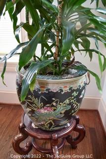 Large Asian Hand Painted on Black Ground Porcelain Koi Fish Bowl Planter with Large Live Philodendron Plant. Plant measures 73" tal.  Bowl measures 16" Diameter.