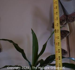 Large Asian Hand Painted on Black Ground Porcelain Koi Fish Bowl Planter with Large Live Philodendron Plant. Plant measures 73" tal.  Bowl measures 16" Diameter.