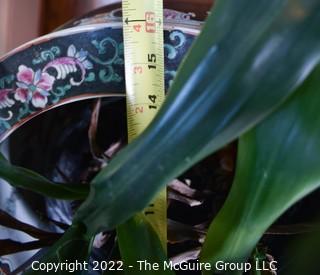 Large Asian Hand Painted on Black Ground Porcelain Koi Fish Bowl Planter with Large Live Philodendron Plant. Plant measures 73" tal.  Bowl measures 16" Diameter.