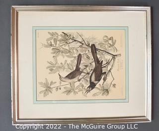 Framed Under Glass Reproduction Partially Hand Colored "Boat Tailed Grackle"  to Resemble the Original by James Audobon with Certificate of Authenticity. 26" x 22".