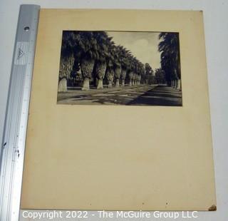 Vintage mounted photo by Columbus E. Lord titled "An Avenue of Palms, East lake Park, Los Angeles"