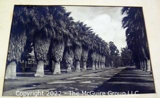 Vintage mounted photo by Columbus E. Lord titled "An Avenue of Palms, East lake Park, Los Angeles"