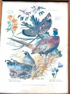 Set of Three (3) Framed Under Glass Arthur Singer Bird Prints.