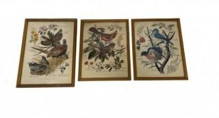 Set of Three (3) Framed Under Glass Arthur Singer Bird Prints.