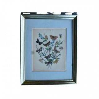 Framed Under Glass Color Lithograph of Butterflies.  13" x 16".