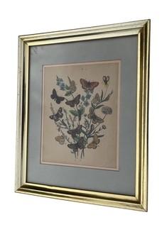 Framed Under Glass Color Lithograph of Butterflies.  13" x 16".