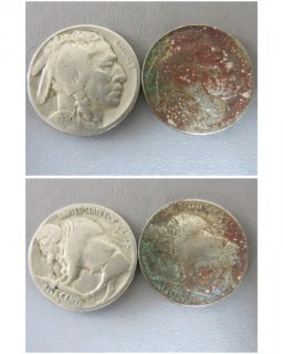 (2) 1930-D Buffalo Nickels 